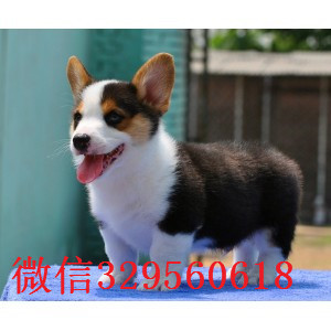 鸡西纯种威尔士柯基犬柯基多少钱 柯基图片柯基幼犬 小短腿柯基犬价格