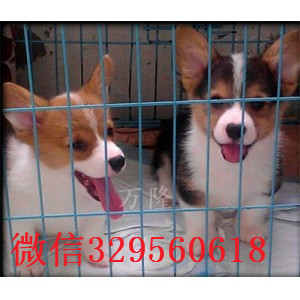 松原纯种威尔士柯基犬双色三色柯基犬 多少钱