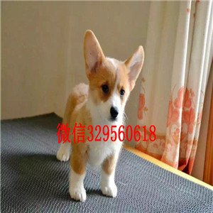 广元哪里有卖柯基犬出售精品柯基犬宝宝纯种小短腿大屁股柯基犬本地犬舍出售柯基