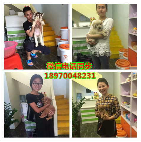 成都哪里可以买到纯种柯基犬，成都柯基多少钱