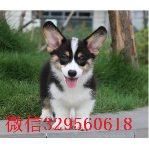 盘锦地出售高品质柯基犬柯基多少钱 柯基图片