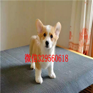 广元哪里有卖柯基犬出售精品柯基犬宝宝纯种小短腿大屁股柯基犬本地犬舍出售柯基