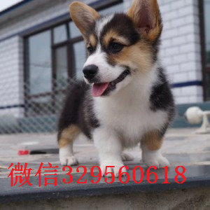黔东南哪里有卖柯基犬出售精品柯基犬宝宝柯基