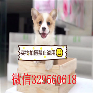 齐齐哈尔哪里有卖柯基犬幼犬_柯基犬多少钱_柯基犬图片