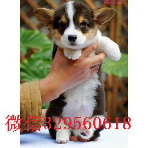 四平哪里有卖柯基犬双色三色柯基犬 多少钱柯
