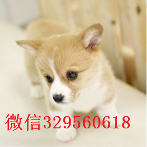 铁岭纯种威尔士柯基犬双色三色柯基犬 多少钱柯基犬多少钱一只本地犬舍出售柯基