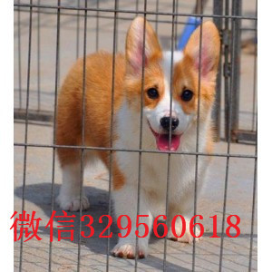 汕尾哪里有卖柯基犬柯基多少钱 柯基图片柯基