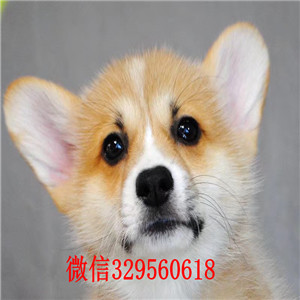 绥化宠物店柯基多少钱一只出售纯种威尔士短腿