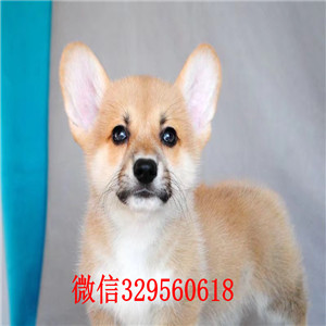 温州纯种柯基小短腿多少钱柯基犬多少钱一只便