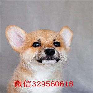 聊城宠物店柯基多少钱一只出售纯种威尔士短腿