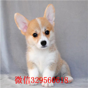 济源宠物店柯基多少钱一只哪里有卖精品柯基犬赛级双色柯基幼犬纯种柯基犬小狗多少钱
