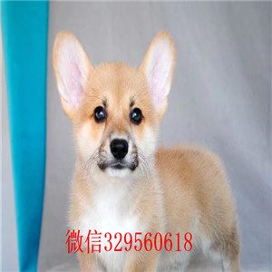 焦作宠物店柯基多少钱一只柯基犬多少钱一只三