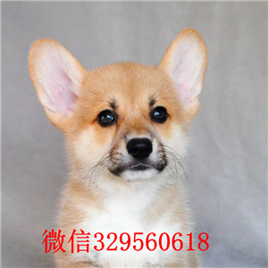 鸡西出售纯种柯基犬双色柯基多少钱一只三色柯基犬纯种柯基犬小狗多少钱