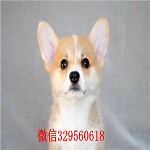 乐山出售纯种柯基犬出售纯种威尔士短腿小柯基