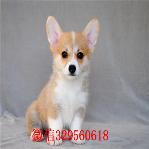 四平宠物店柯基多少钱一只哪里有卖精品柯基犬赛级双色柯基幼犬本地犬舍柯基犬