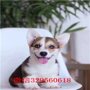 温州纯种柯基小短腿多少钱柯基犬多少钱一只便宜的柯基犬要多少钱精品威尔士幼犬出售