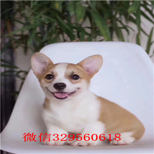 温州纯种柯基小短腿多少钱柯基犬多少钱一只便宜的柯基犬要多少钱精品威尔士幼犬出售