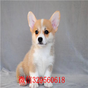黄山出售纯种柯基犬柯基犬多少钱一只赛级双色