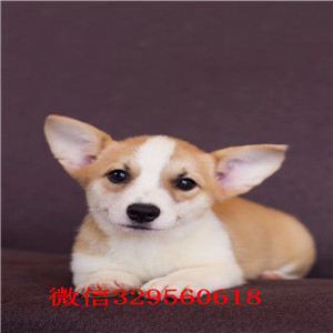 温州纯种柯基小短腿多少钱柯基犬多少钱一只便宜的柯基犬要多少钱精品威尔士幼犬出售