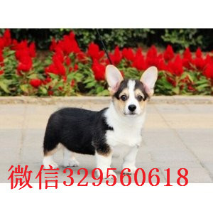 石景山哪里有柯基犬卖纯种柯基宝宝双血统柯基