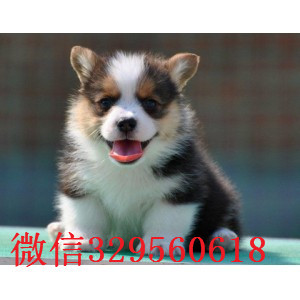 咸宁哪里有卖柯基犬柯基多少钱一只精品威尔士柯基宝宝聪明的柯基犬