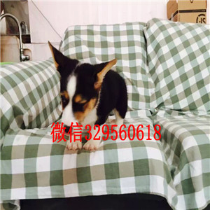 内江哪里有柯基犬卖柯基多少钱一只三通柯基犬