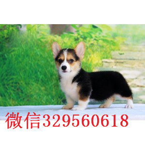 房山哪里有卖柯基犬自家繁殖柯基犬出售三通柯