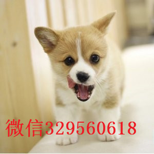 鸡西哪里有柯基犬卖小短腿威尔士柯基犬可爱的