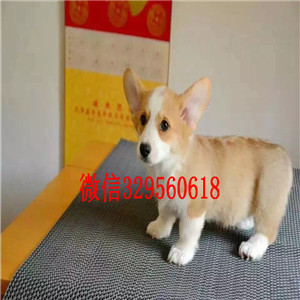 赤峰哪里有柯基犬卖短毛小型犬柯基宝宝三通大