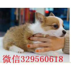 崇文哪里有卖柯基犬短毛小型犬柯基宝宝柯基犬