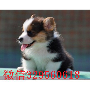 咸宁哪里有卖柯基犬柯基多少钱一只精品威尔士柯基宝宝聪明的柯基犬