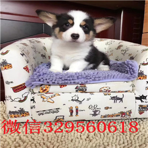 萍乡哪里有卖柯基犬纯种柯基宝宝三通柯基犬纯