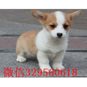 长宁哪里有卖柯基犬柯基多少钱一只可爱的柯基