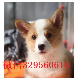 密云哪里有柯基犬卖自家繁殖柯基犬出售三通大围脖柯基犬纯种威尔士柯基两色