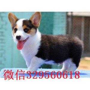 莱芜哪里有柯基犬卖纯种柯基宝宝可爱的柯基宝宝柯基犬价格 柯基犬图片