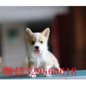 黄山哪里有卖柯基犬自家繁殖柯基犬出售三通大围脖柯基犬柯基价格