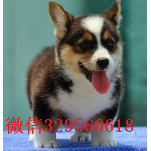 奉贤哪里有卖柯基犬纯种柯基宝宝双血统柯基犬