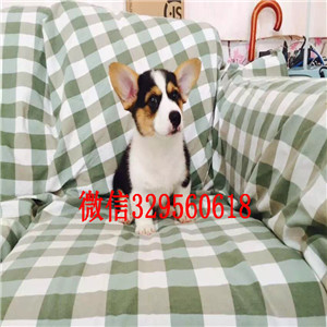 新余哪里有卖柯基犬小短腿威尔士柯基犬精品威