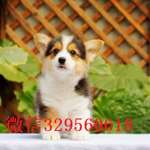 莱芜哪里有柯基犬卖纯种柯基宝宝可爱的柯基宝