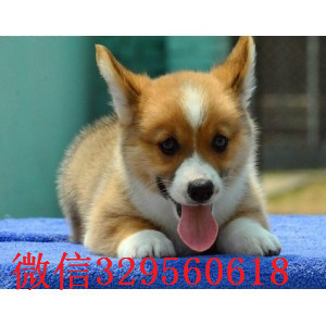 温州哪里有柯基犬卖短毛小型犬柯基宝宝三通柯