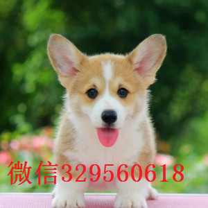 虹口哪里有柯基犬卖小短腿威尔士柯基犬精品威