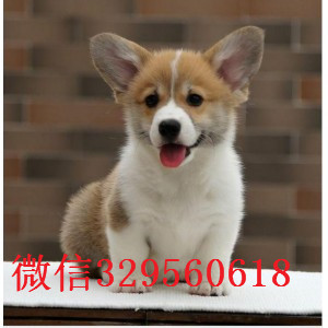 赤峰哪里有柯基犬卖短毛小型犬柯基宝宝三通大围脖柯基犬柯基价格