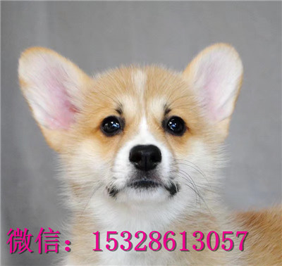 黔东南哪里有卖柯基犬纯种柯基犬多少钱带血统