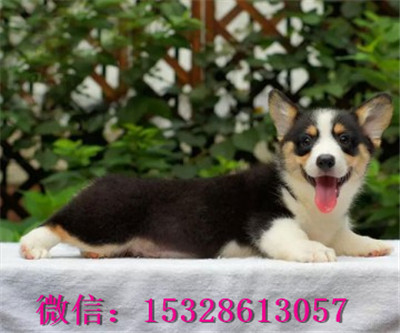 成都哪里由卖柯基犬 纯种柯基犬多少钱 三色柯基犬价格 双色柯基犬幼犬图片