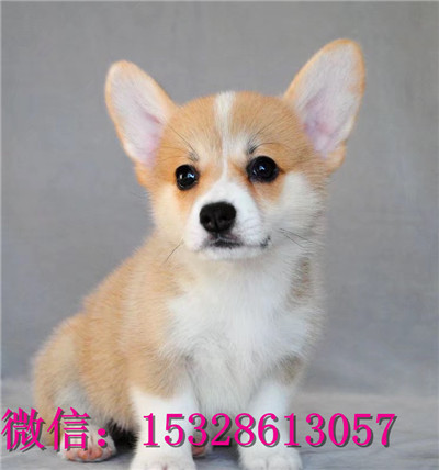 襄樊1哪里有卖柯基犬双血统柯基犬多少钱柯基