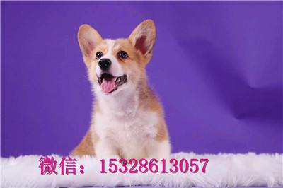 铁岭哪里有纯种柯基犬卖纯种柯基犬多少钱三色柯基犬幼犬威尔士柯基犬图片