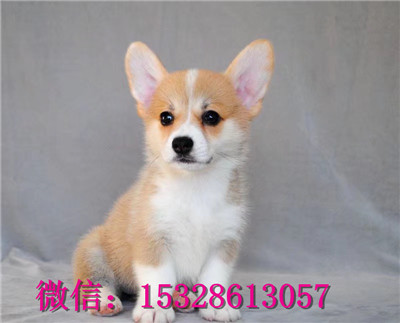 襄樊哪里有柯基犬出售赛级柯基犬价格带血统柯