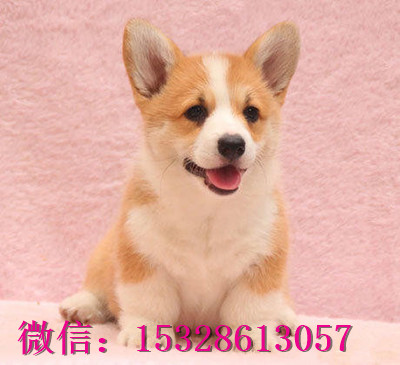 十堰哪里有卖纯种柯基柯基犬幼犬多少钱带血统