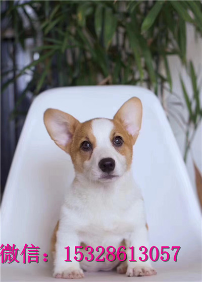 莱芜1哪里有卖柯基犬赛级柯基犬价格柯基犬幼犬图片柯基犬舍