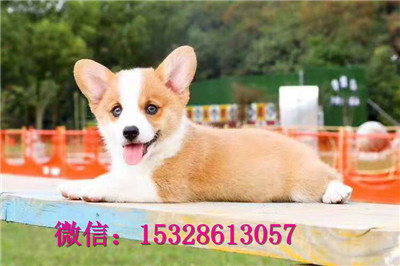 铁岭哪里有纯种柯基犬卖纯种柯基犬多少钱三色柯基犬幼犬威尔士柯基犬图片